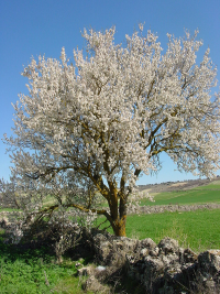 Amandier en fleur