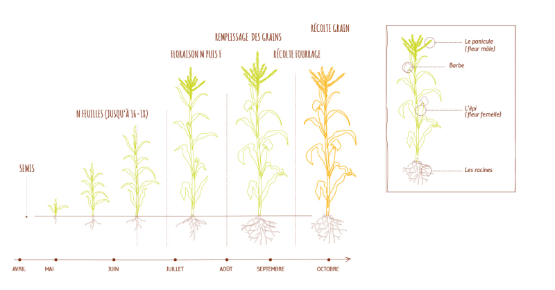 Cycle de culture du maïs