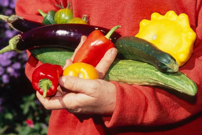 Poivron, tomate, concombre, aubergine, coloquinte sont des légumes fruits