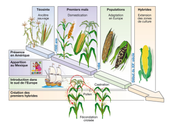 Histoire de la culture du maïs