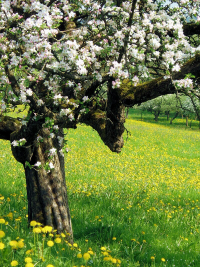 Pommier au printemps