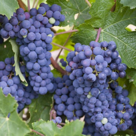 Vitis vinifera